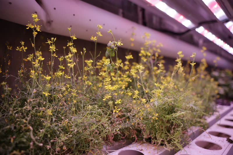 Urter i blomst under vækstlyset.