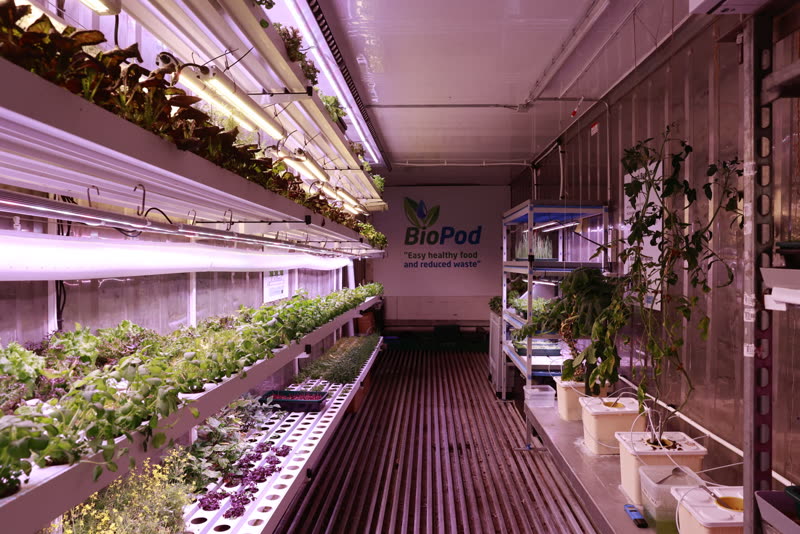Dyrkningsreoler i flere lag under LED-lys.